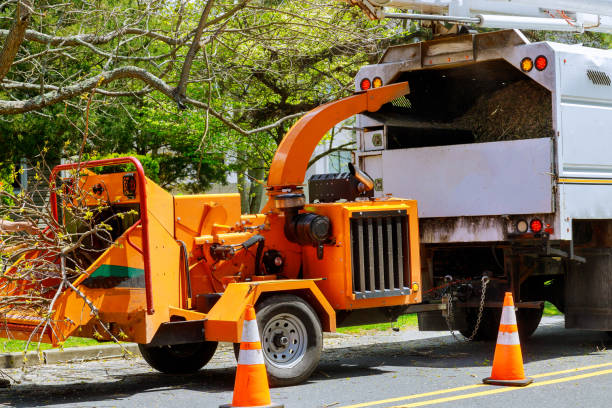 How Our Tree Care Process Works  in Blaine, WA